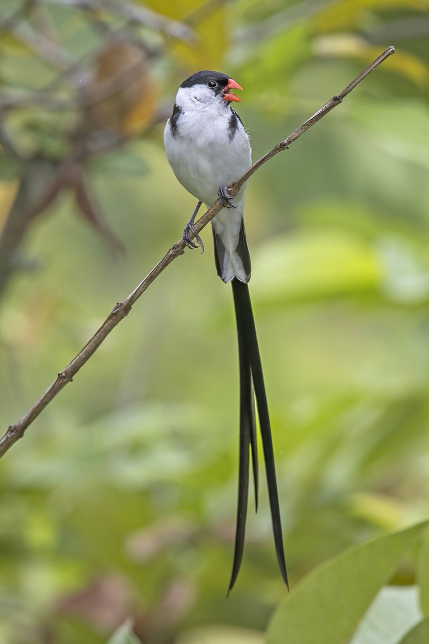 A pin-tailed whydah on São Tomé Island, São Tomé and Príncipe