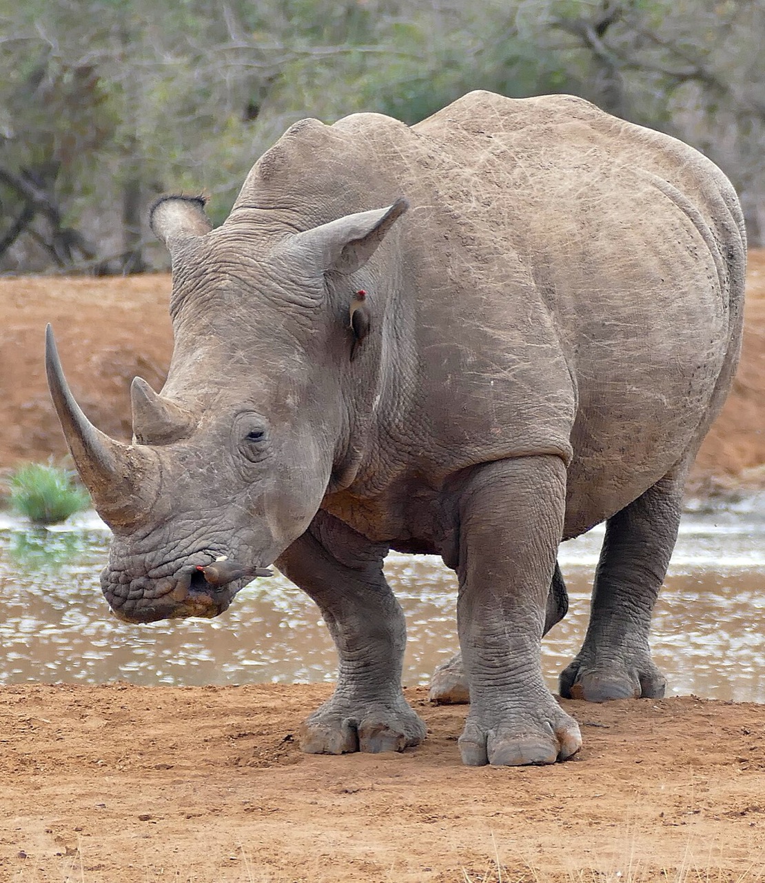 A white rhinoceros in Hlane Royal National Park, Eswatini
