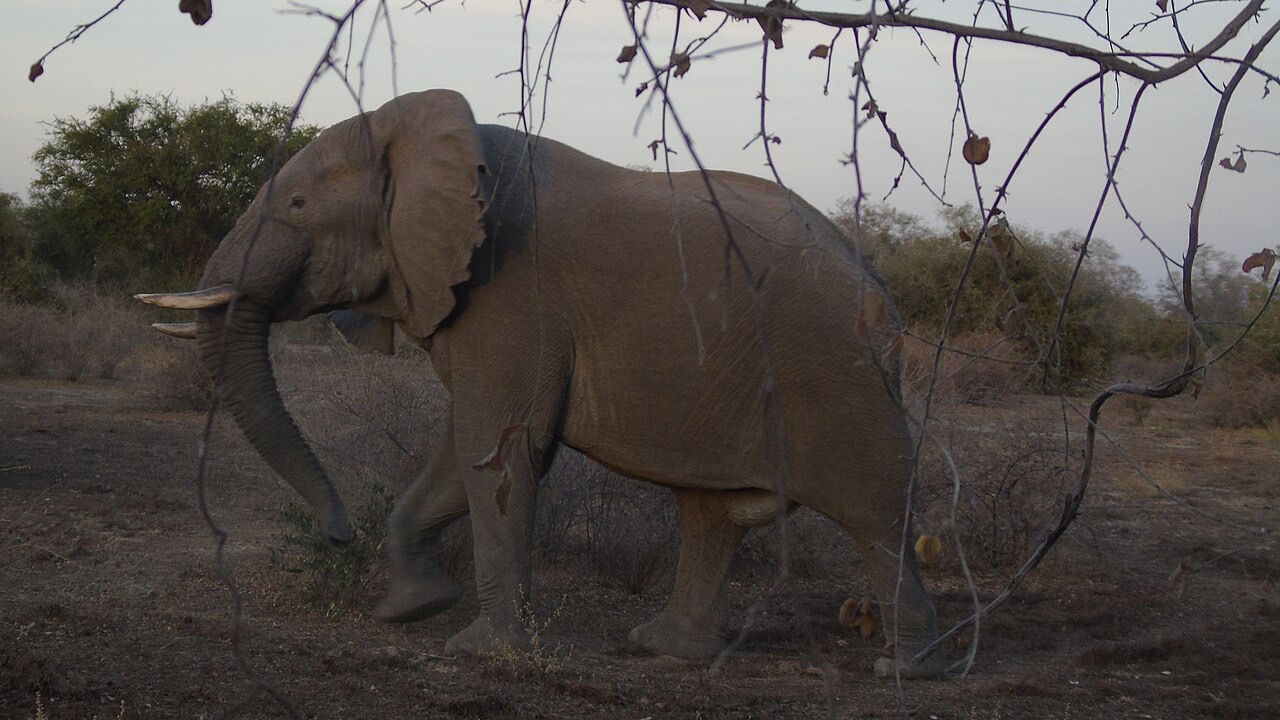 An elephant in Zakouma National Park, Chad