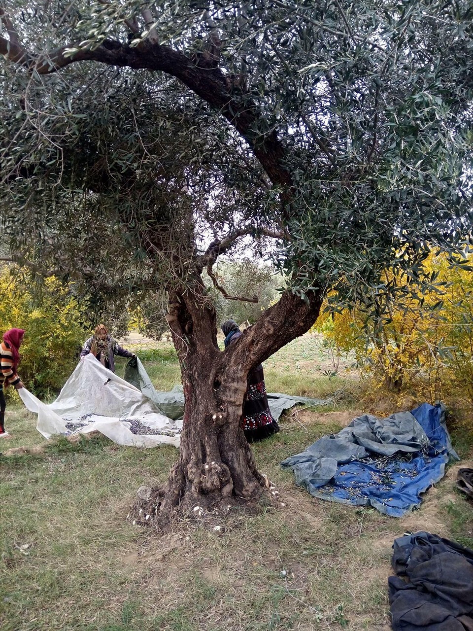 Women harvesting olives, Tunisia