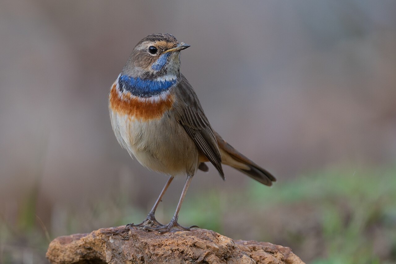 A bluethroat in Ichkeul National Park, Tunisia