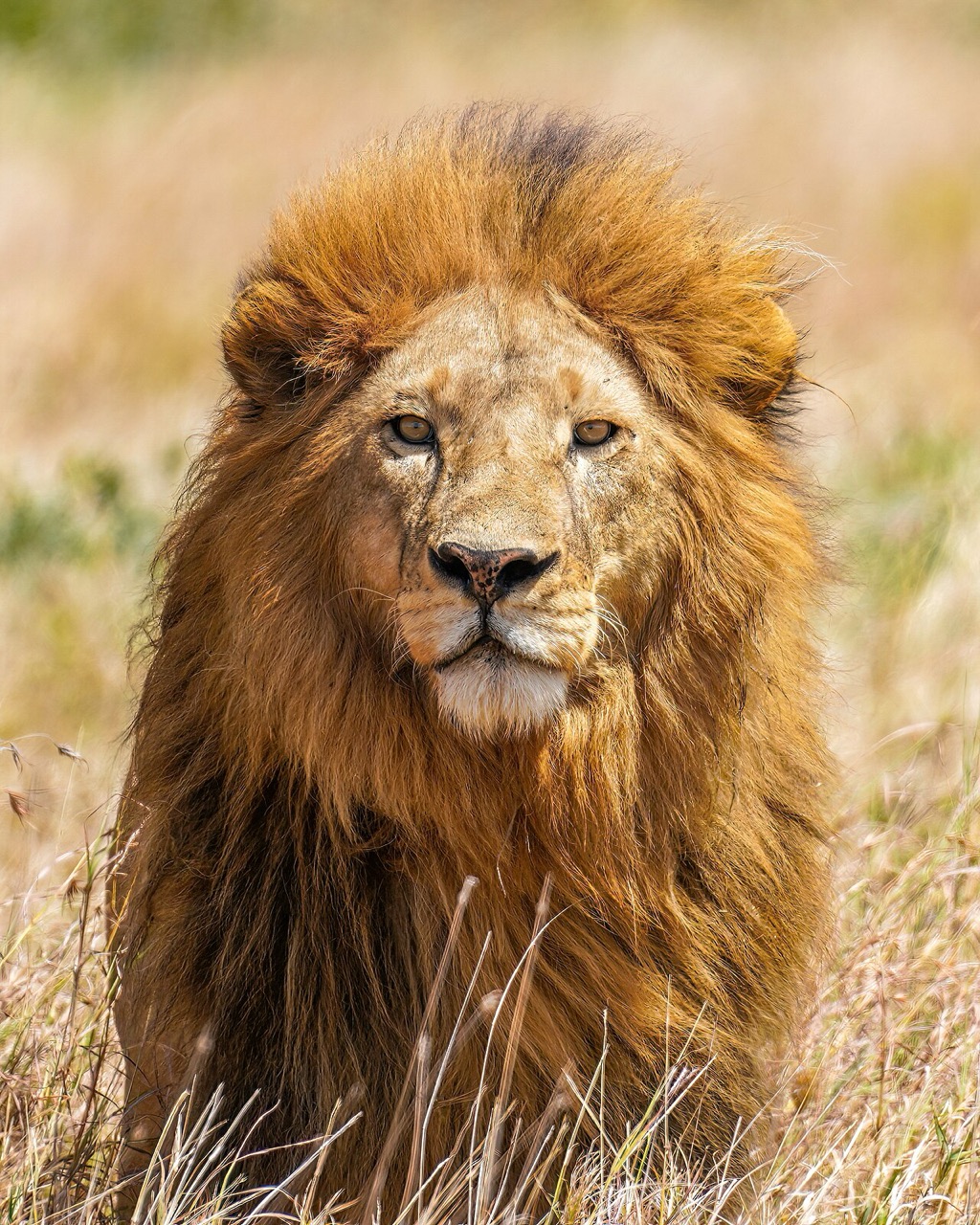 A lion in Serengeti National Park, Tanzania