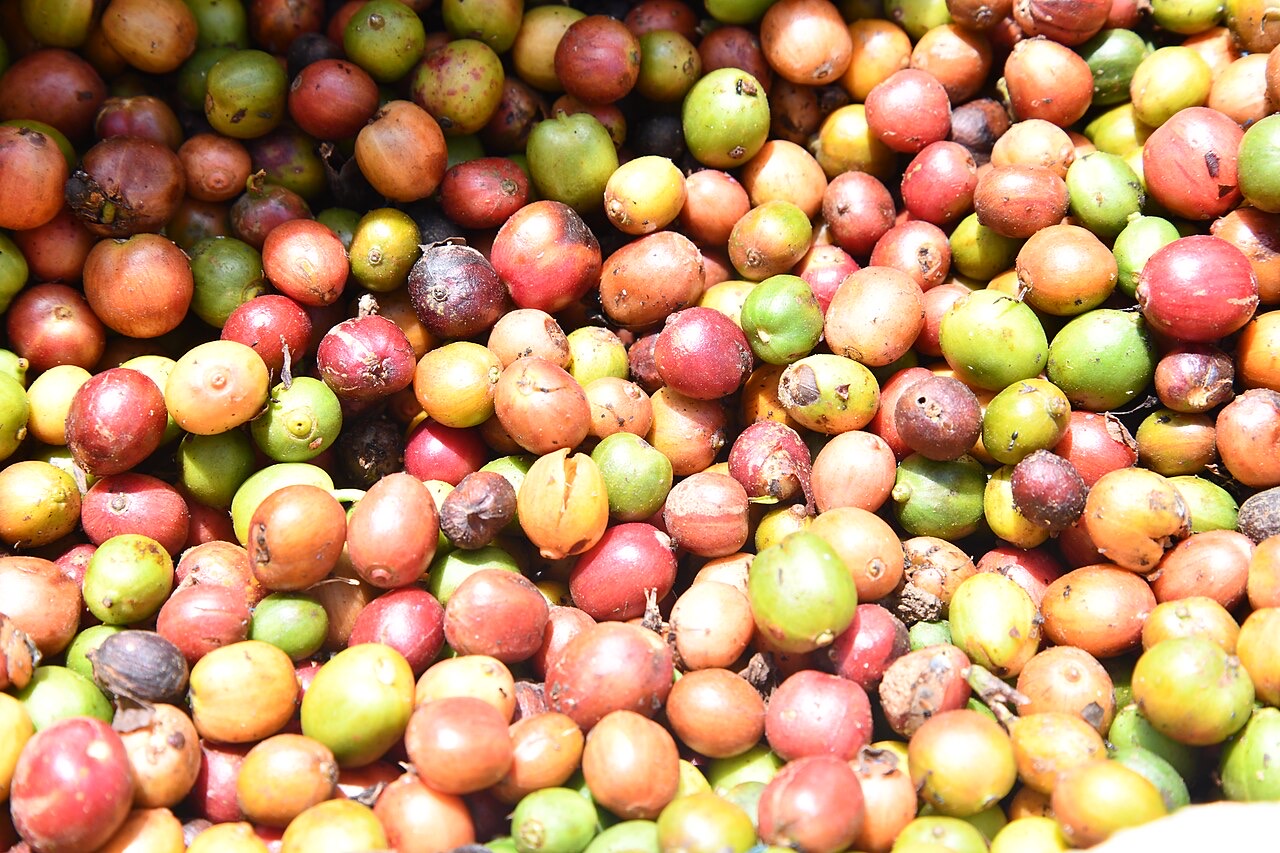 Freshly harvested Ugandan coffee