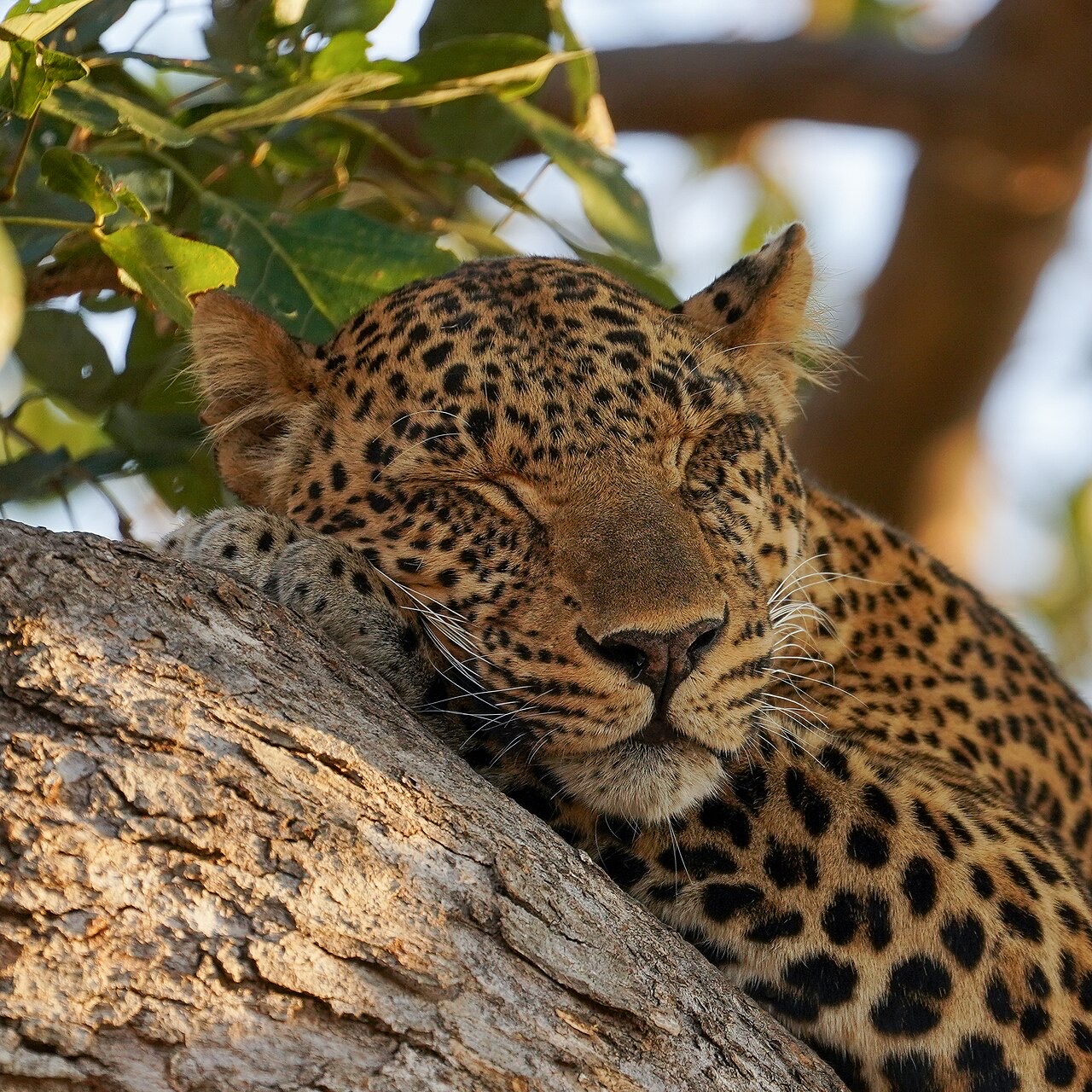 A leopard in South Luangwa National Park, Zambia