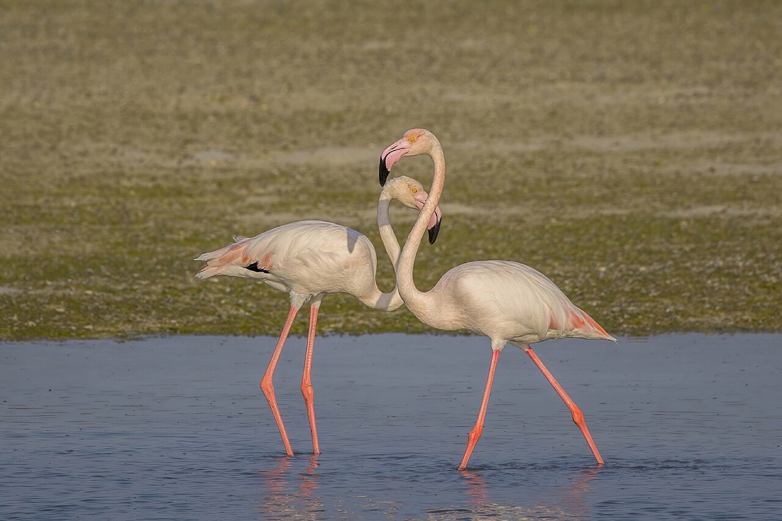 Greater flamingos at Dohat Arad Lagoon in Muharraq, Bahrain