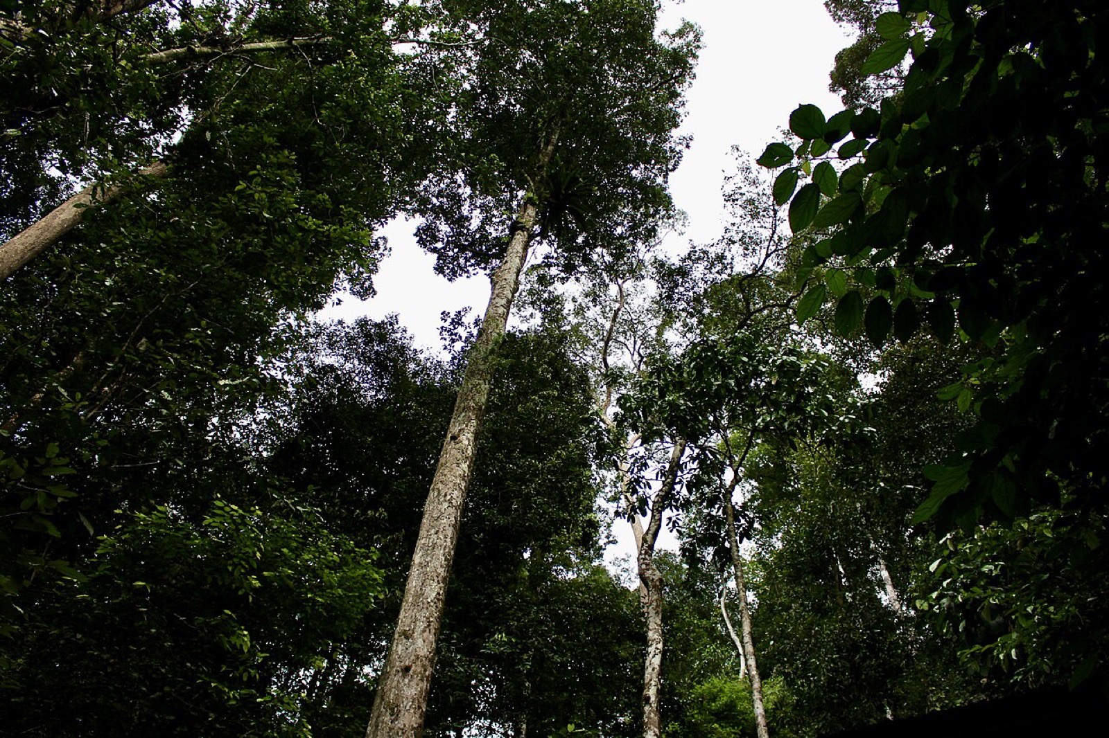 The canopy walkway in Ulu Temburong National Park, Brunei