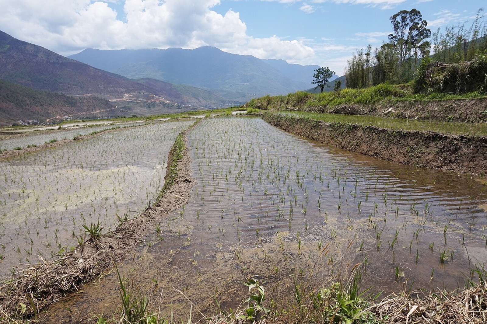 Rice terraces at Sopsokha in Bhutan