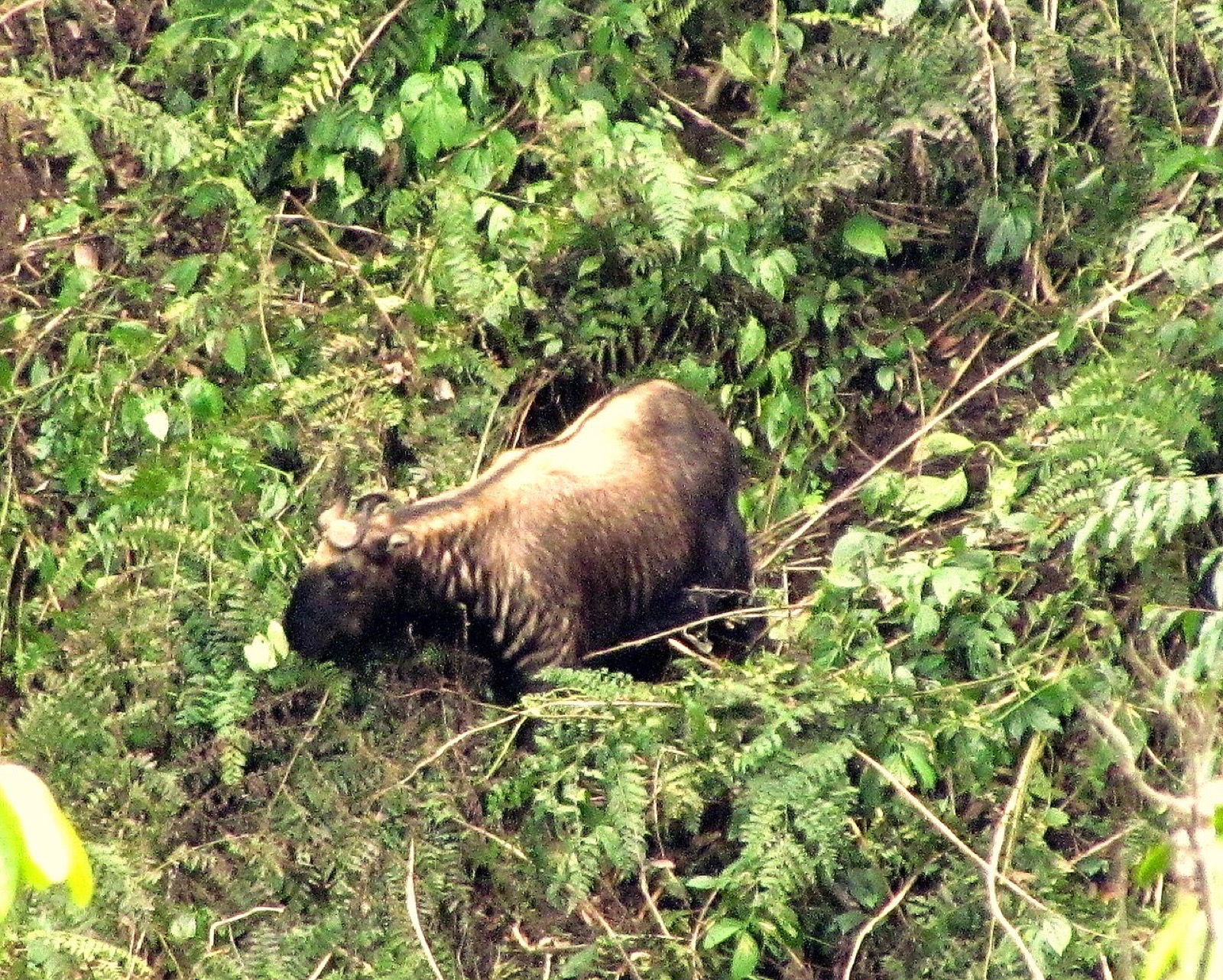 A Bhutan takin in Jigme Dorji National Park