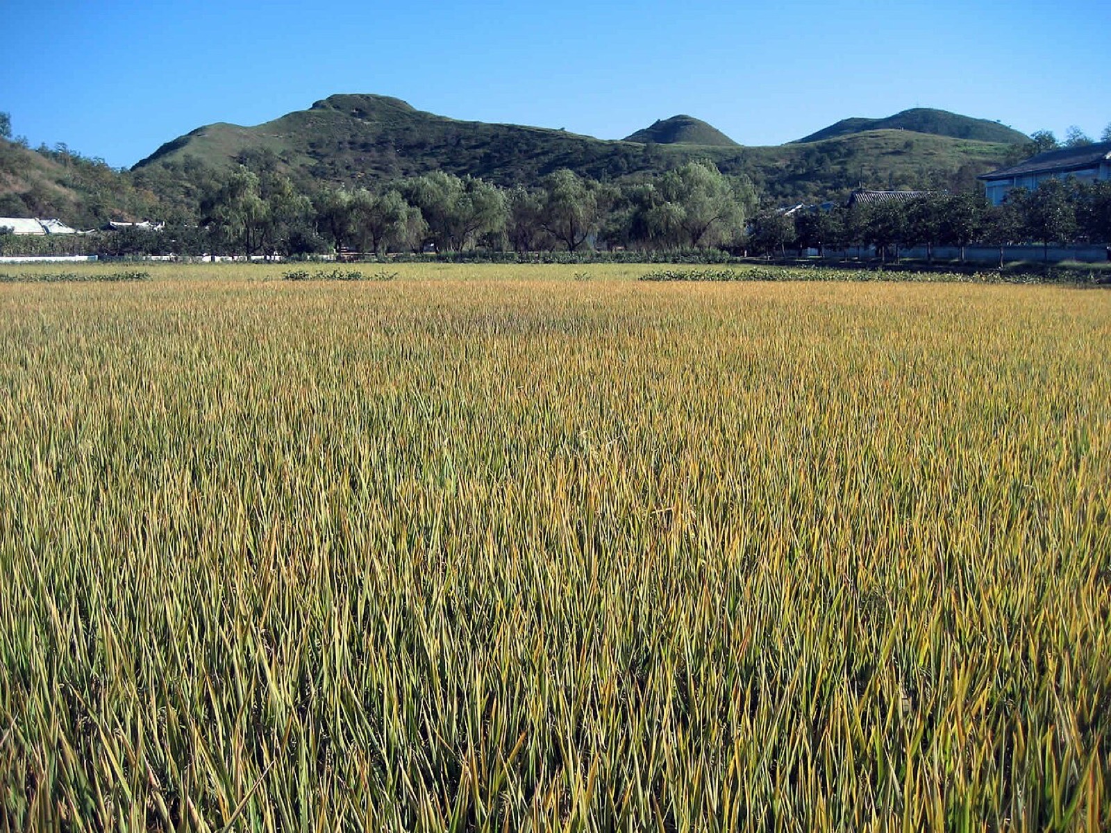 A rice field at Chonsam Cooperative Farm near Wonsan, North Korea