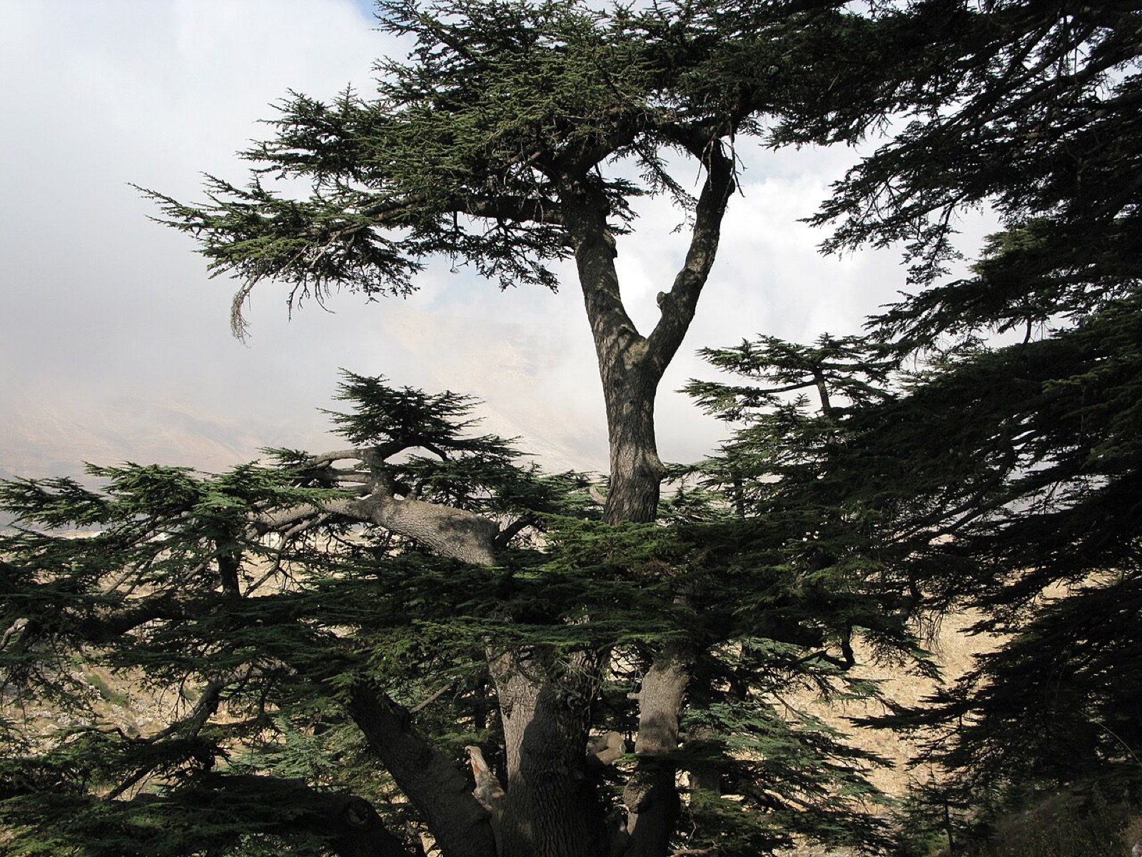 The Cedars of God forest in Lebanon