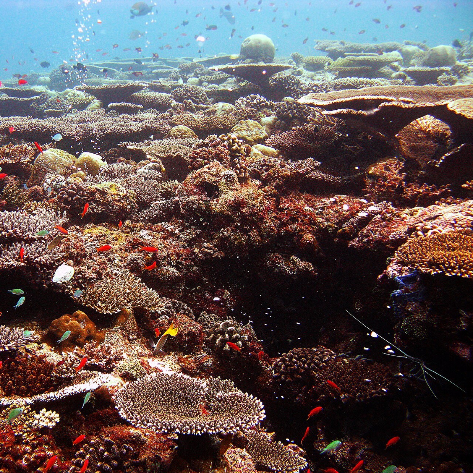 A coral reef in the Maldives