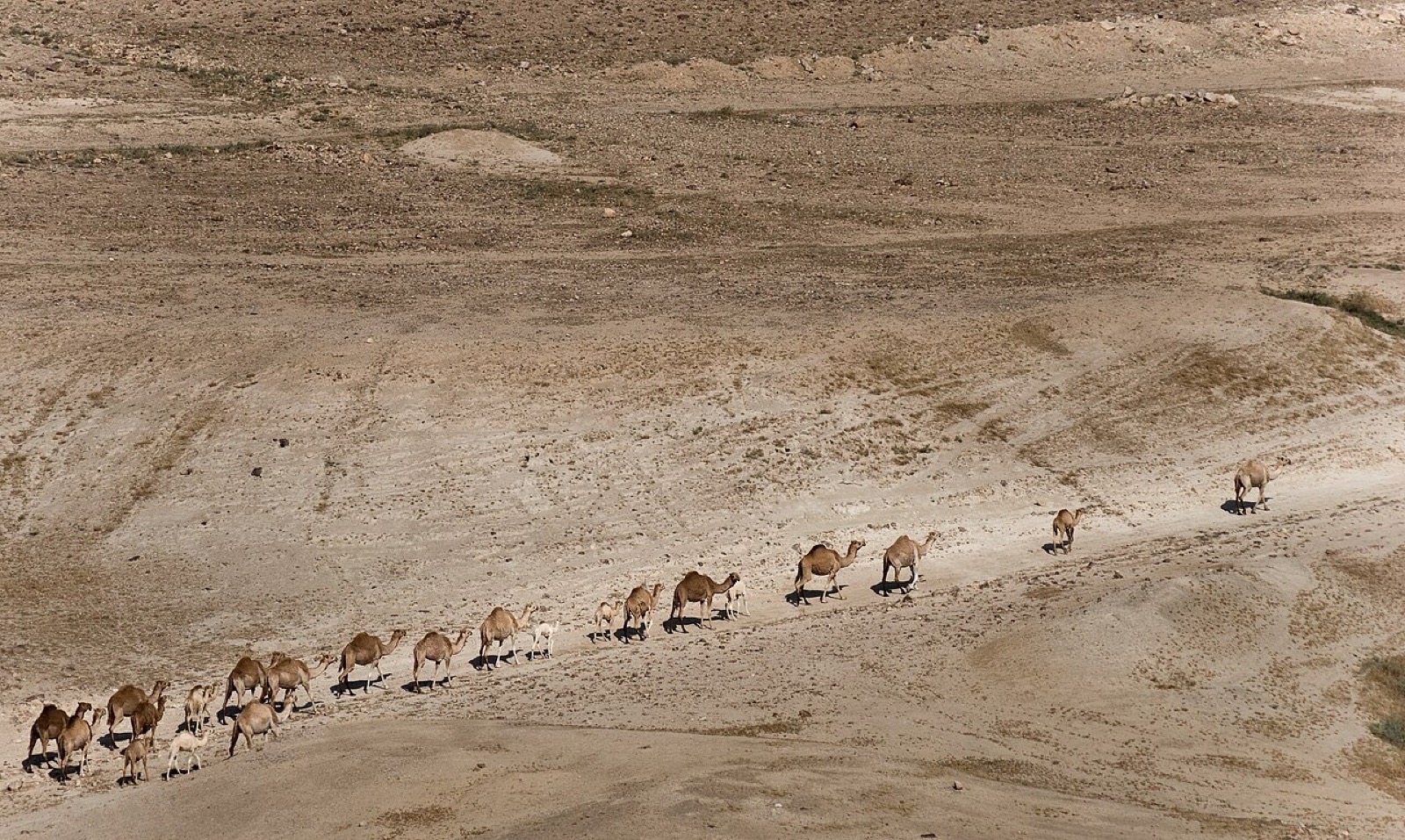 Camels in the Jordan valley in the West Bank, Palestine