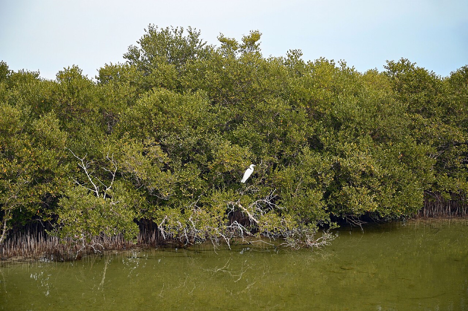 A little egret in the Al Thakira mangroves in Qatar