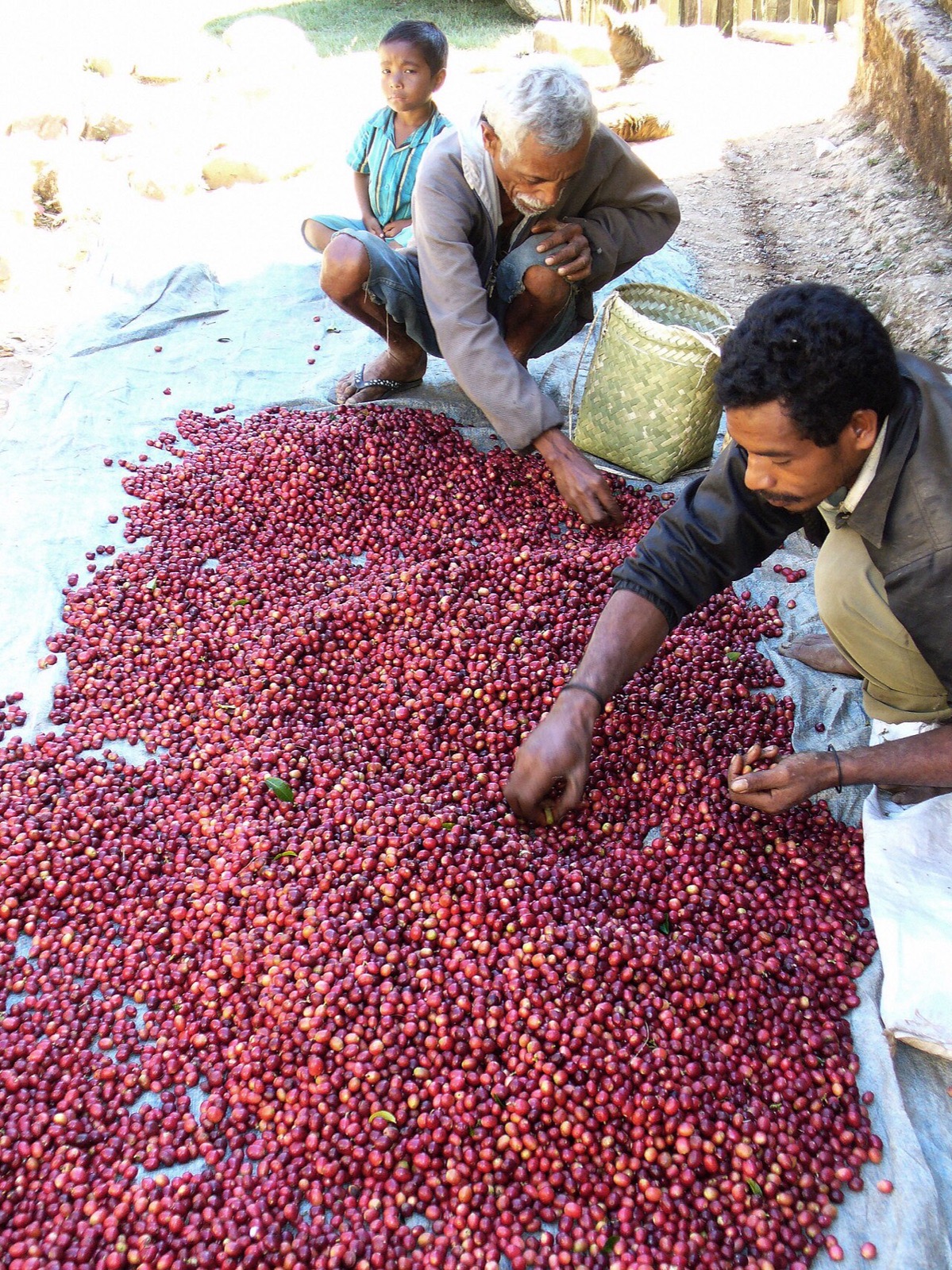 Coffee workers in Timor-Leste
