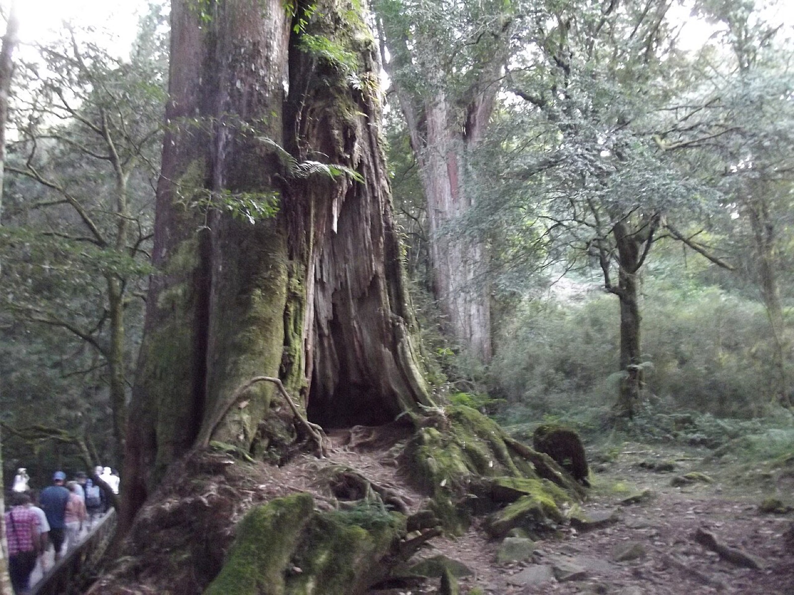 The forest at Alishan in Taiwan