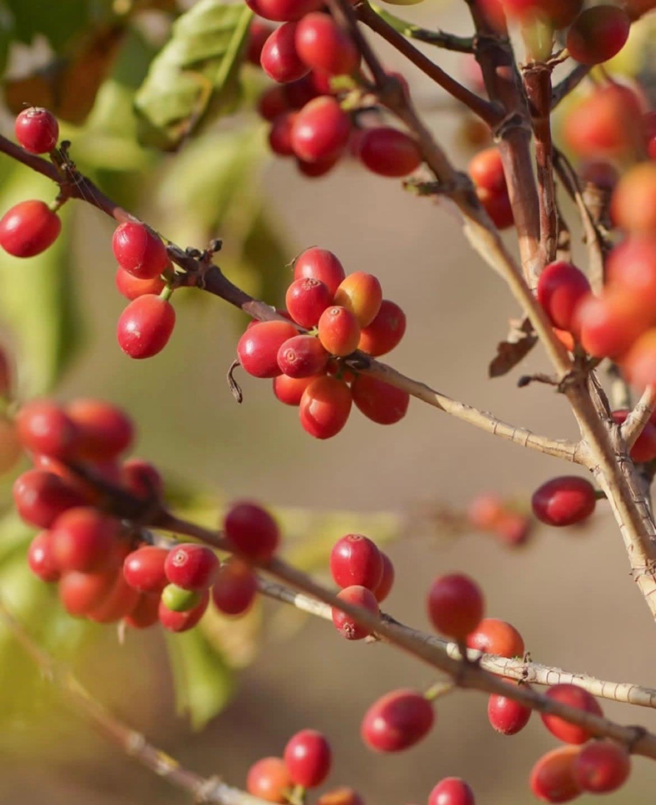 Coffee cherries ripening in Yemen’s highlands