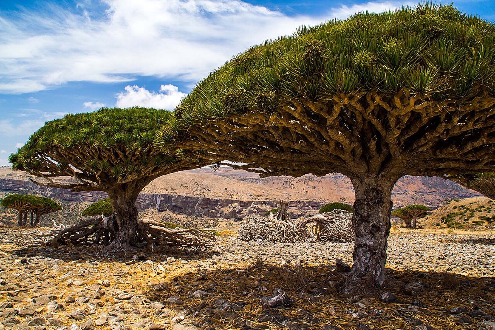 Dragon’s blood trees on the Diksam plateau of Socotra, Yemen