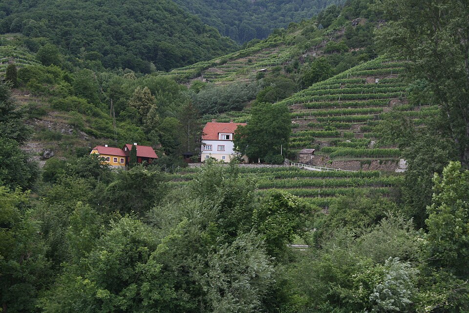 Vineyards in Austria’s Wachau valley