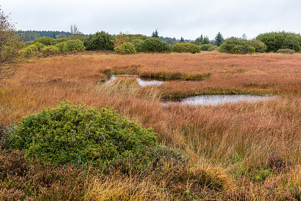 The High Fens landscape in Belgium