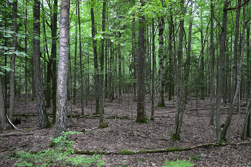 Forest in Belarus’s Belovezhskaya Pushcha