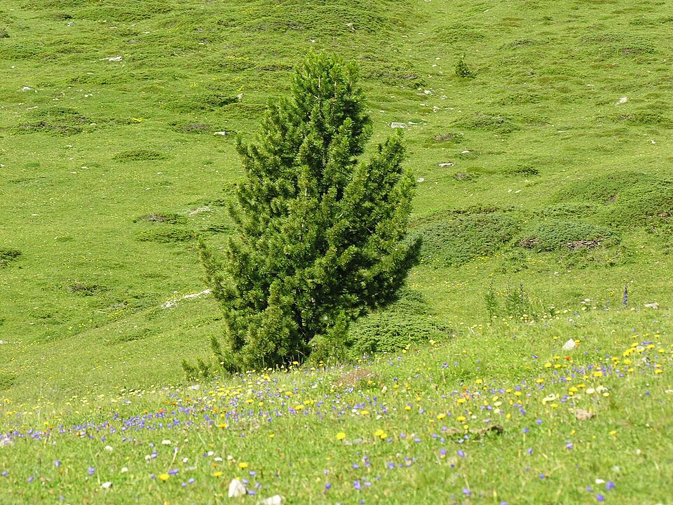 A tree on a grassy hillside in the Swiss National Park