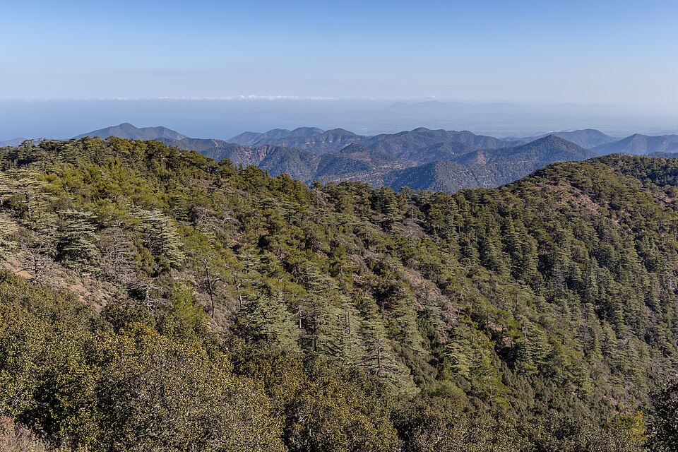 Cedar and pine trees on Mount Tripylos in Cyprus’s Troodos range
