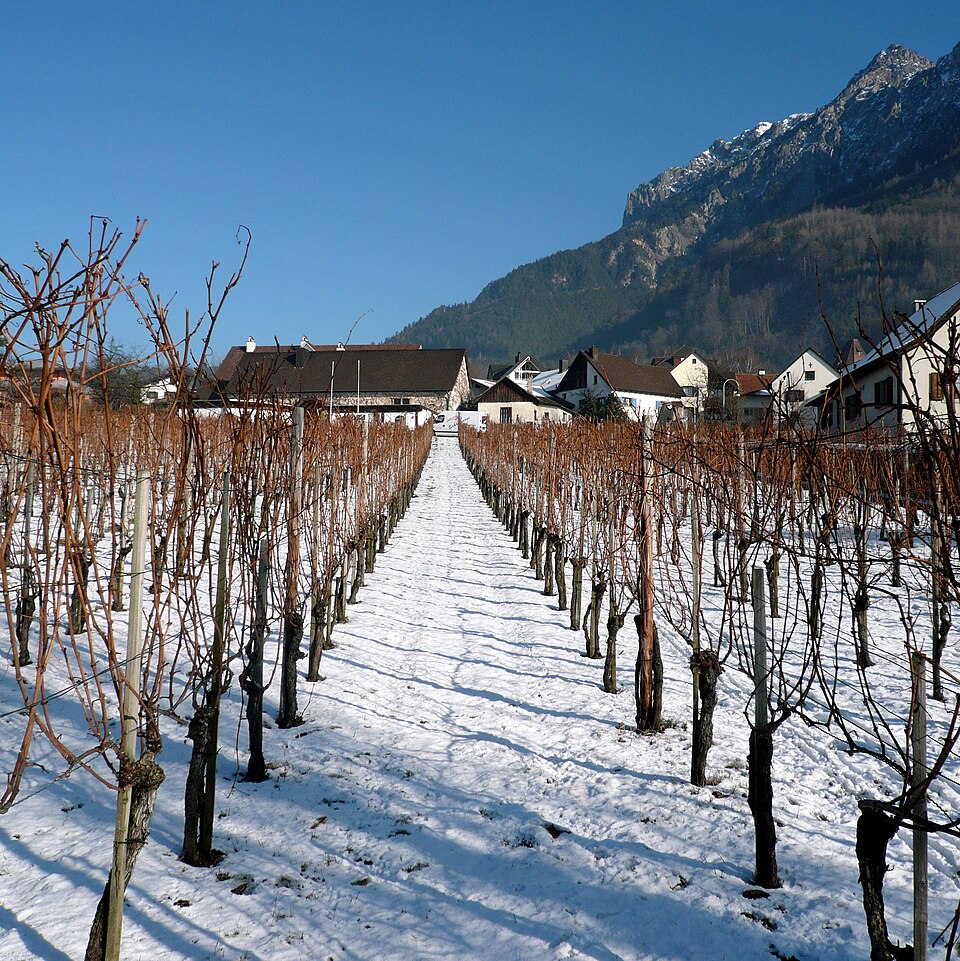 Snow-covered vineyards in Vaduz, Liechtenstein