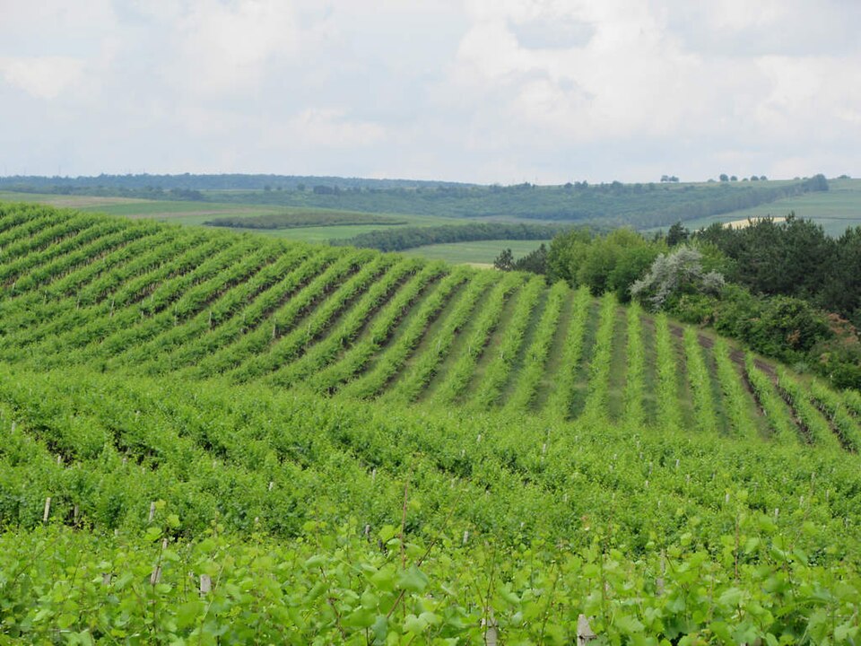 Vineyards in Moldova