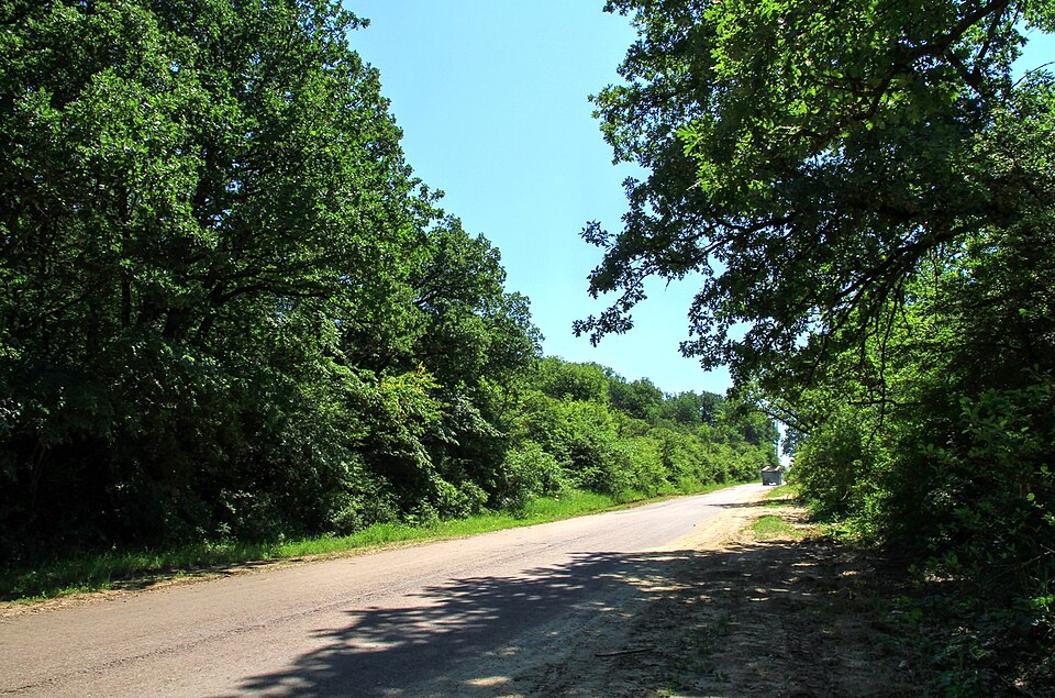 Oak woodland in Tigheci, Cantemir District, Moldova