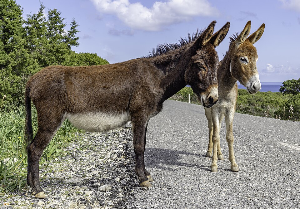 Donkeys on the Karpas peninsula in northern Cyprus