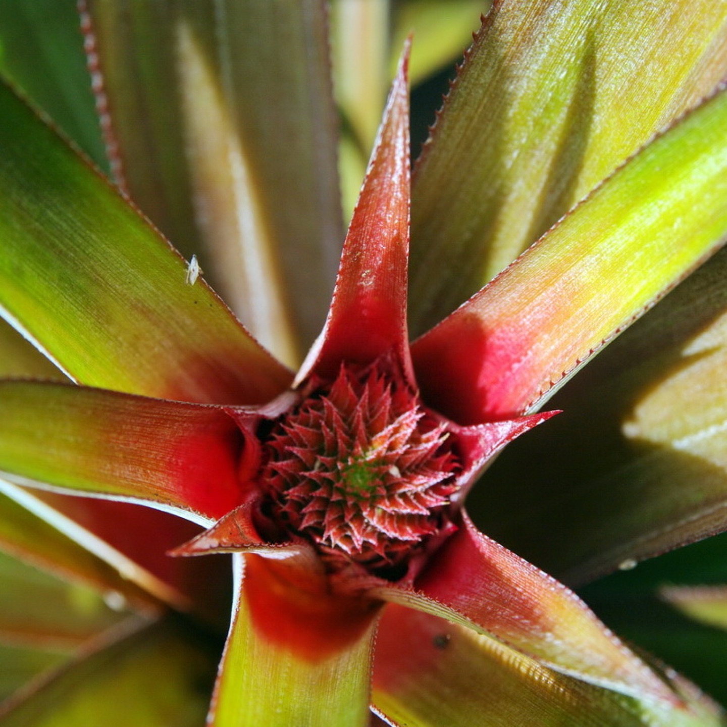 Black pineapples grown in Antigua