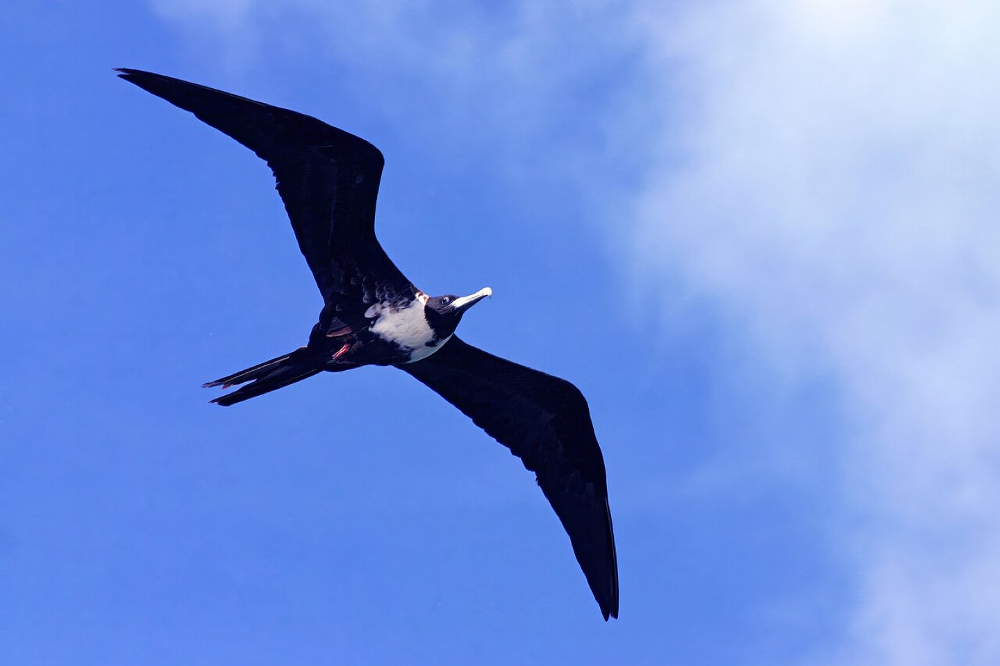 A magnificent frigatebird on Antigua