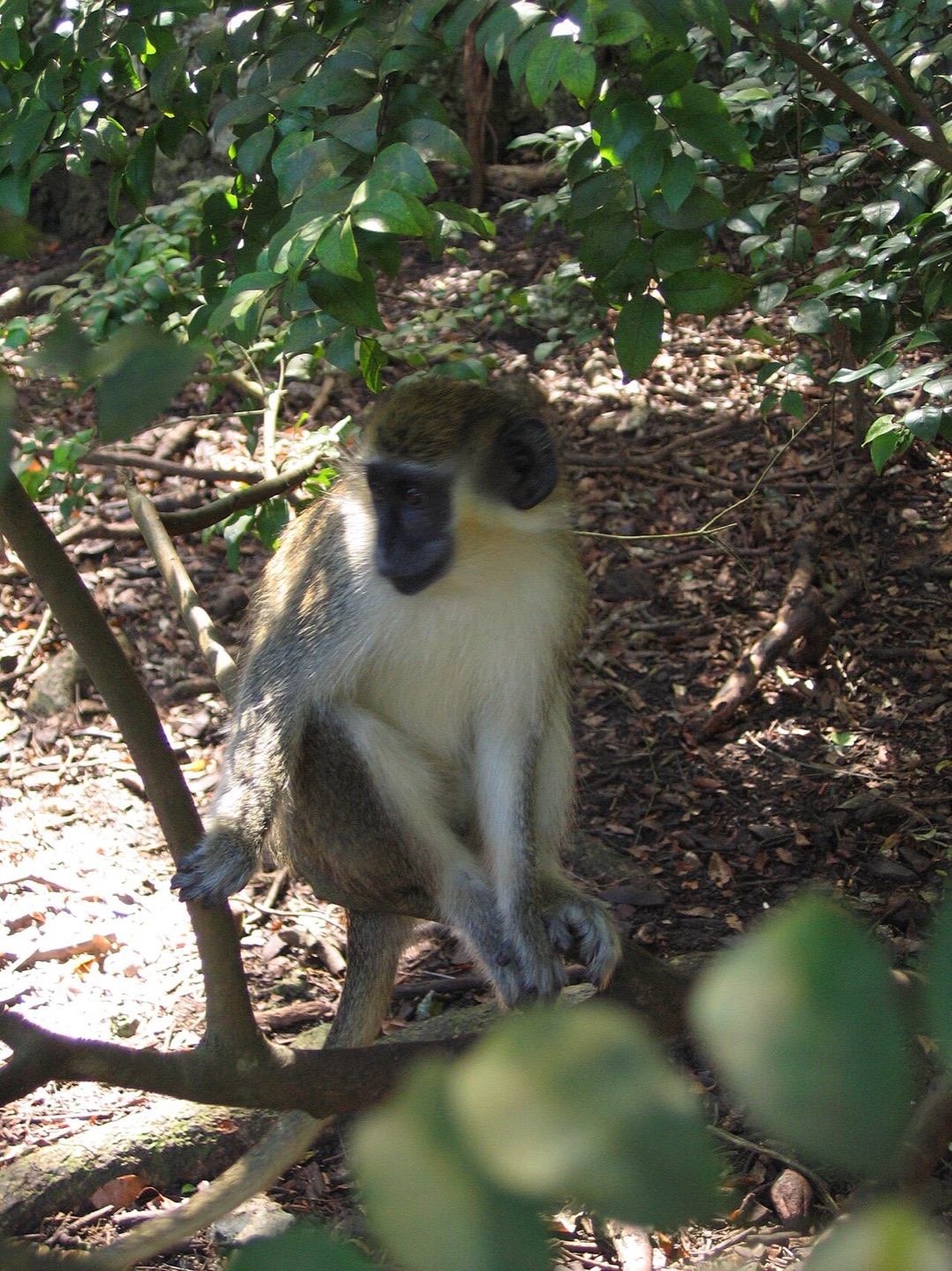 A green monkey at the Barbados Wildlife Reserve