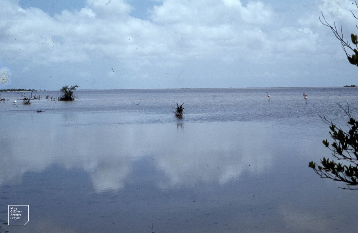 Flamingos feeding on Inagua in the Bahamas