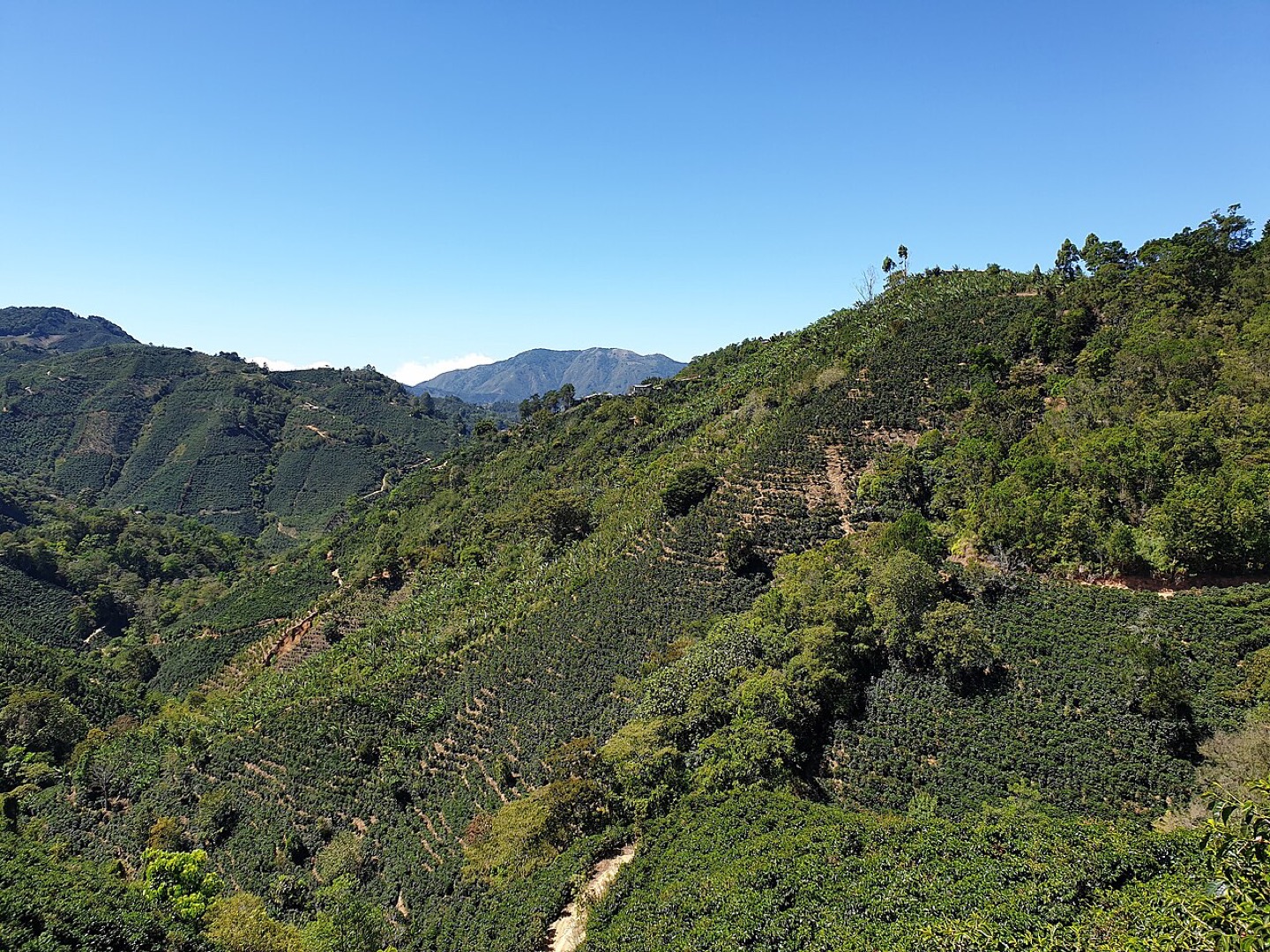 Coffee plantations in Costa Rica