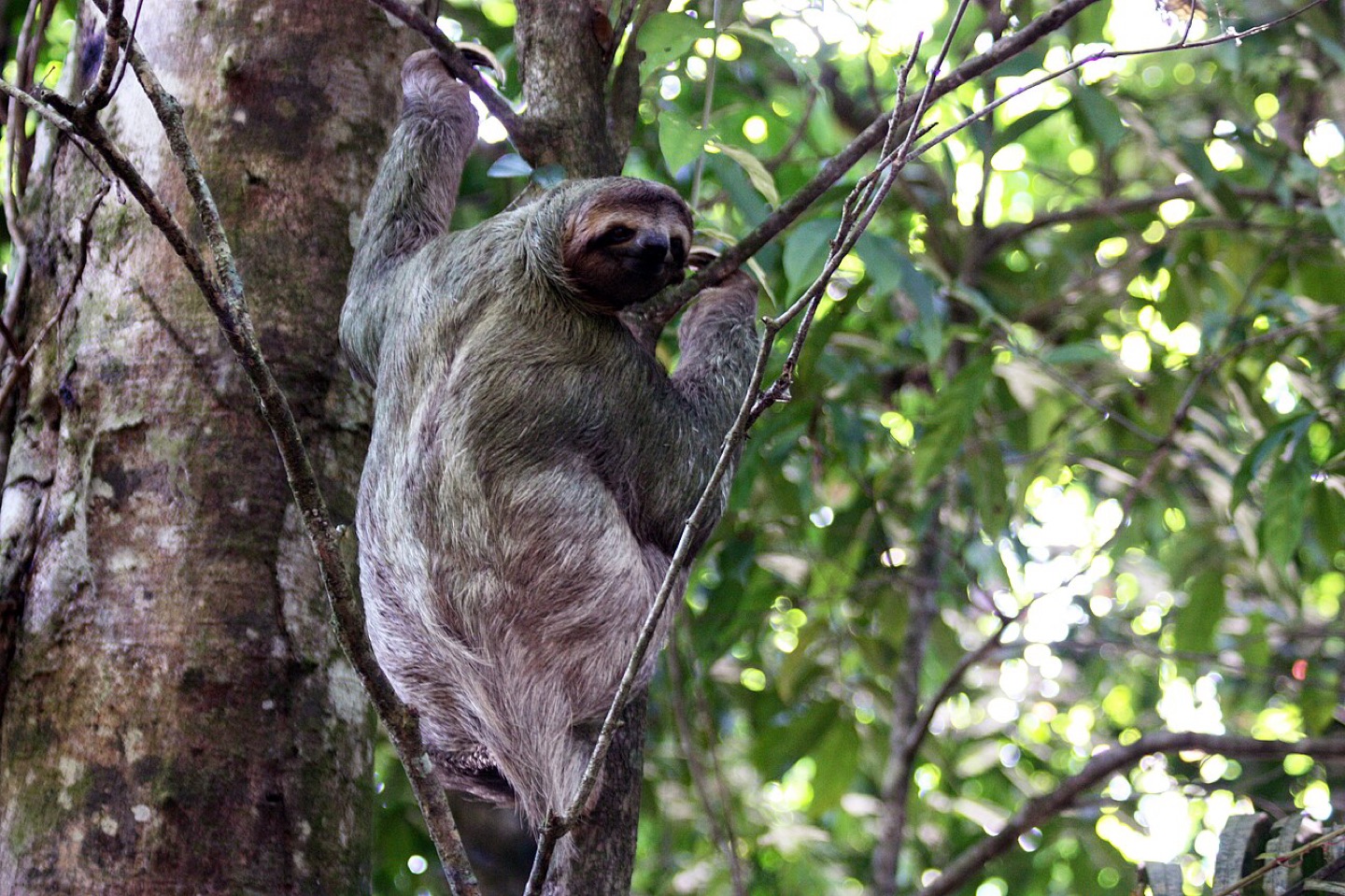 A brown-throated sloth in Carara National Park, Costa Rica