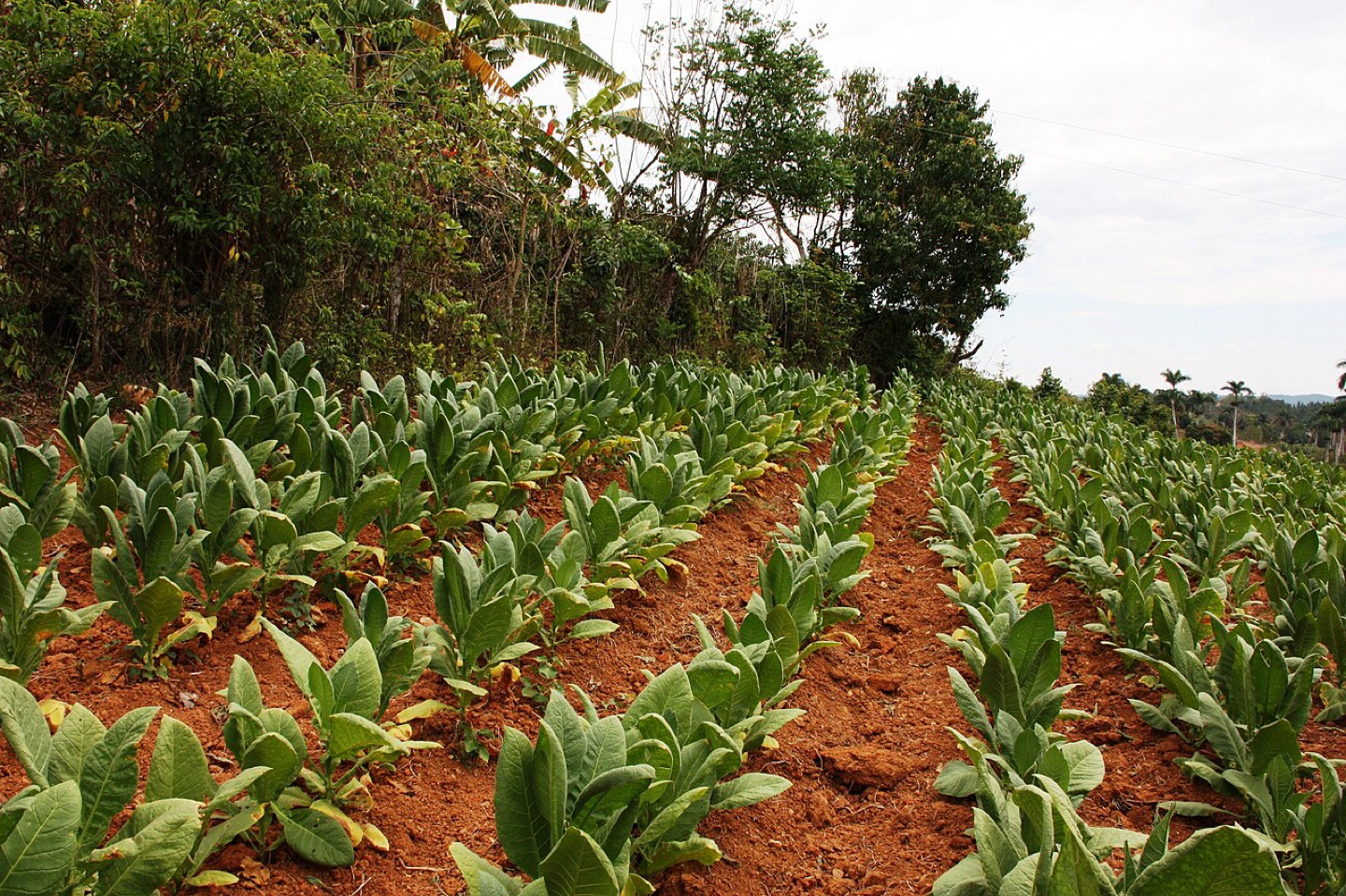 A tobacco plantation in Cuba