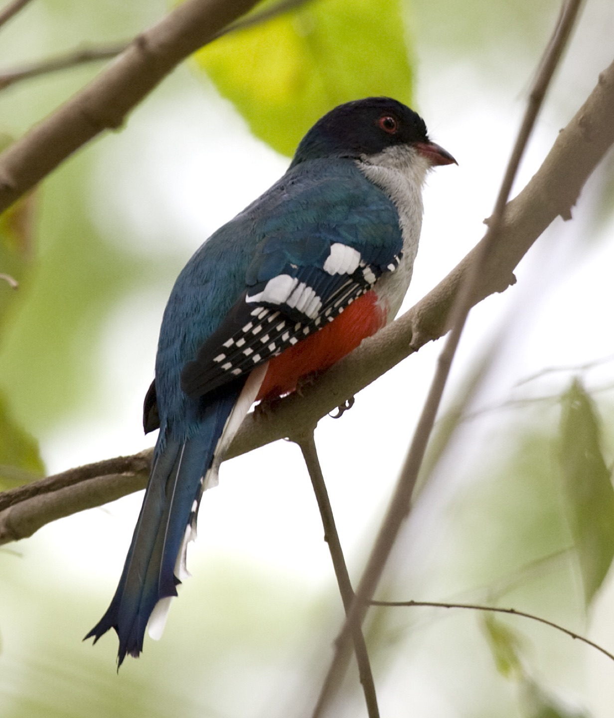A Cuban trogon in Camagüey Province, Cuba