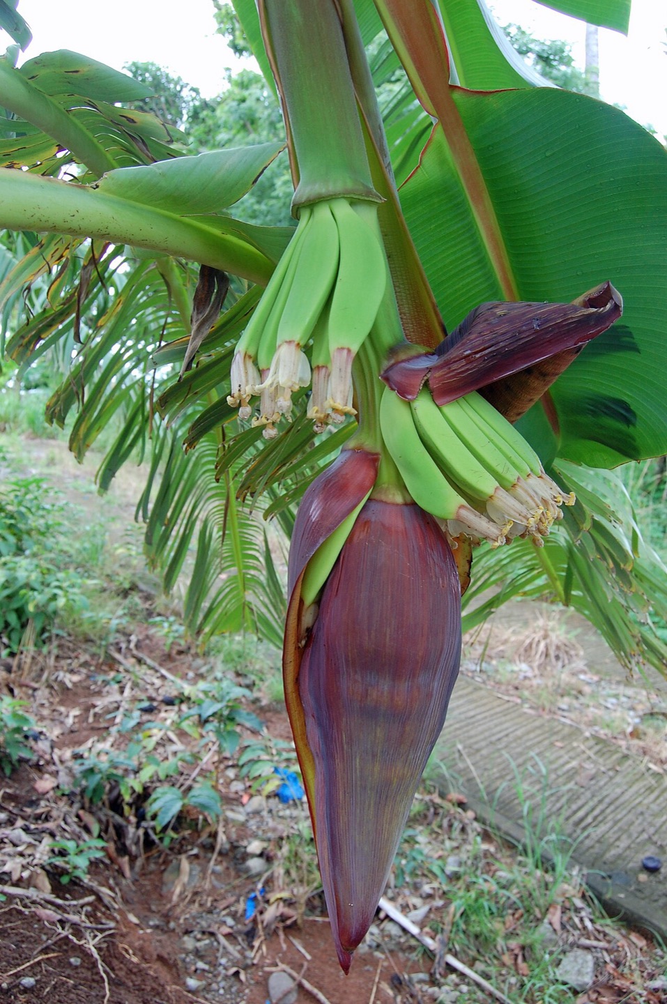 Bananas growing in Dominica