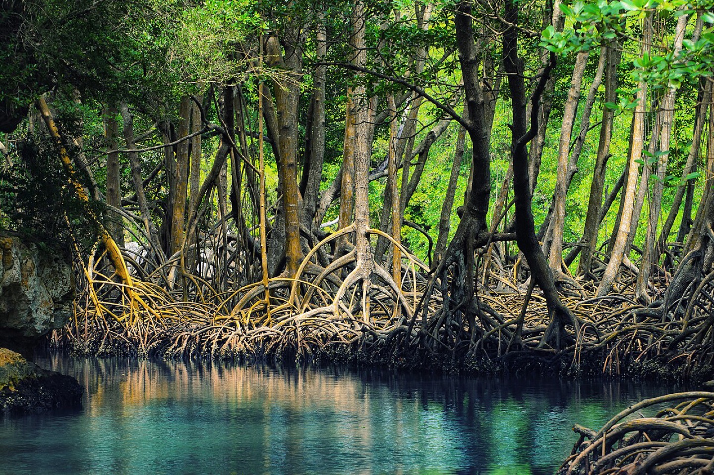 Mangroves in Los Haitises National Park, Dominican Republic