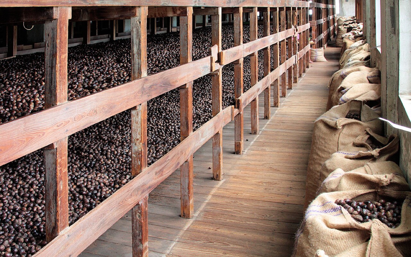 Nutmeg drying at a cooperative in Grenada
