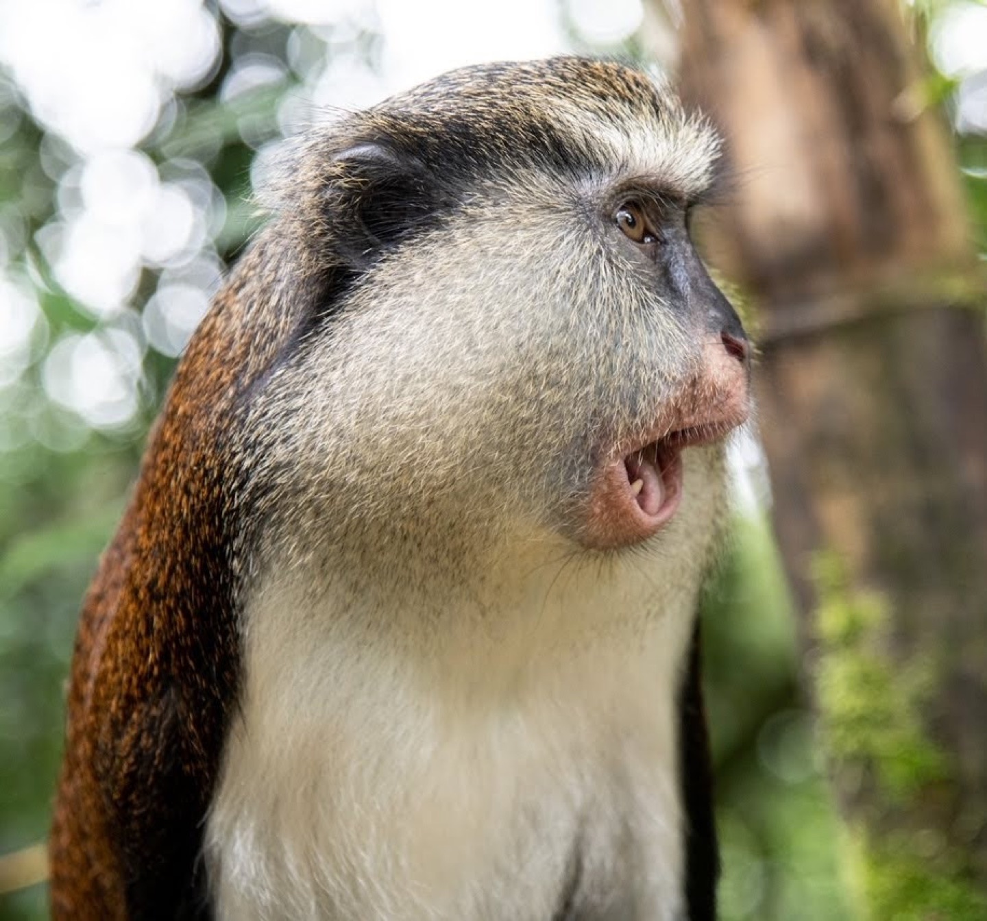 A mona monkey near Grand Etang Lake in Grenada