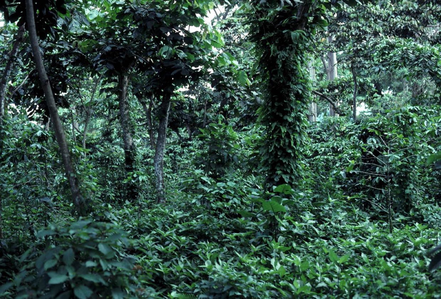 Shade-grown coffee in Guatemala