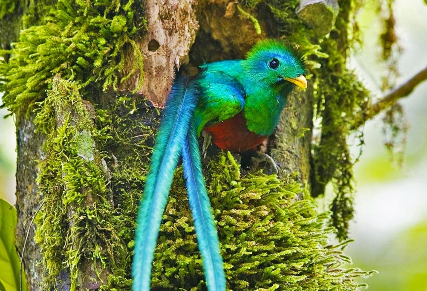 A quetzal at Biotopo del Quetzal in Guatemala