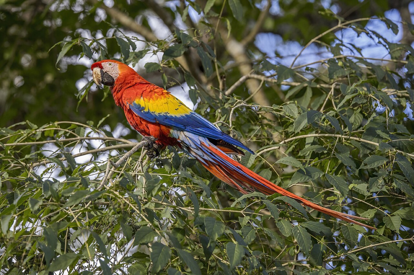 A scarlet macaw at Copán in Honduras