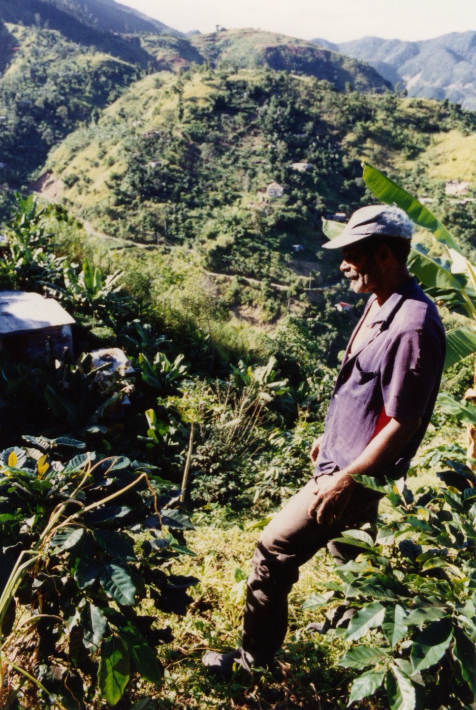 A farmer tending Blue Mountain coffee in Jamaica