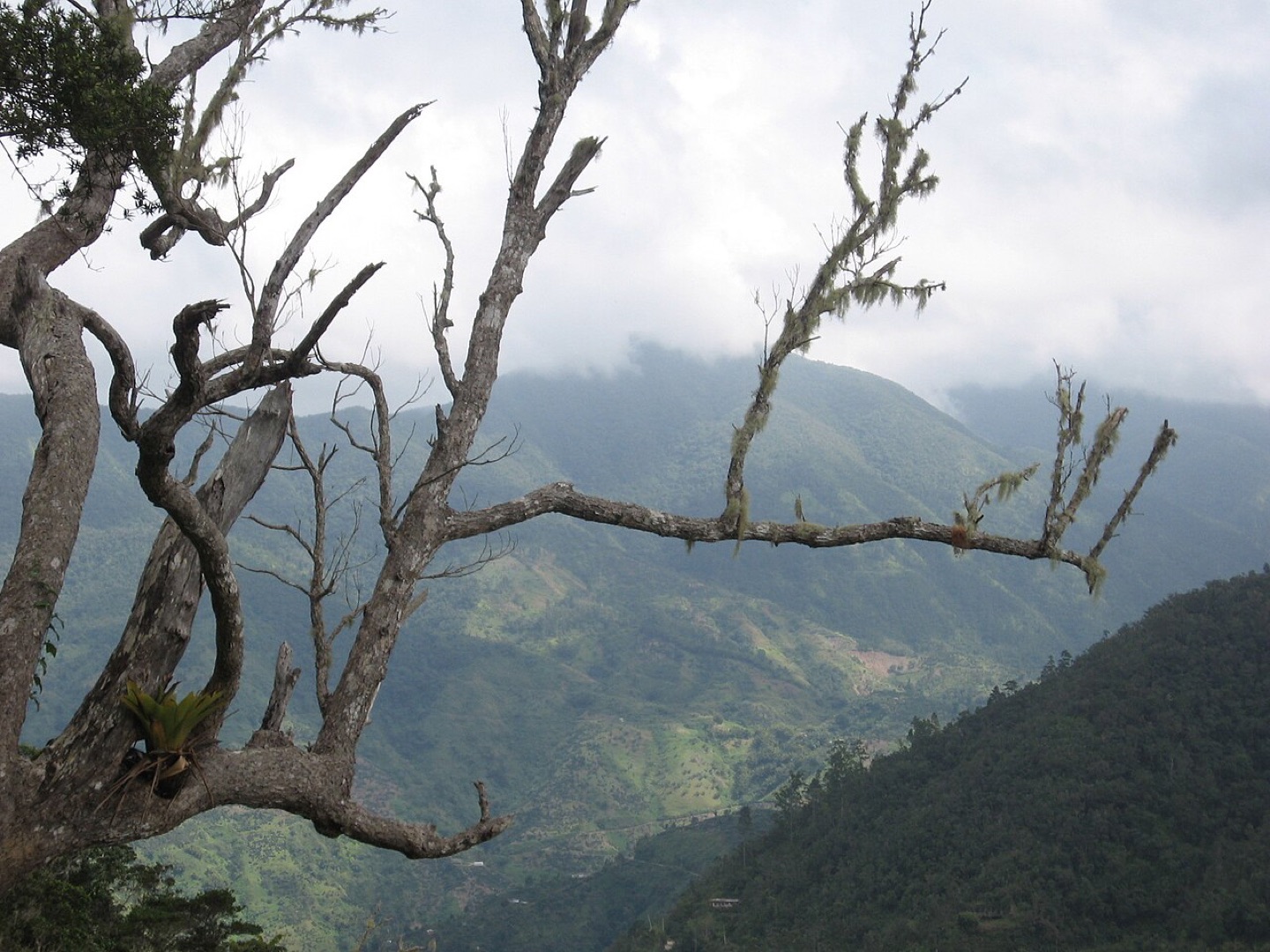 The Blue Mountains in Jamaica