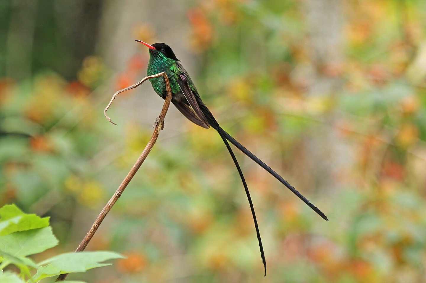 A red-billed streamertail hummingbird, Jamaica’s doctor bird