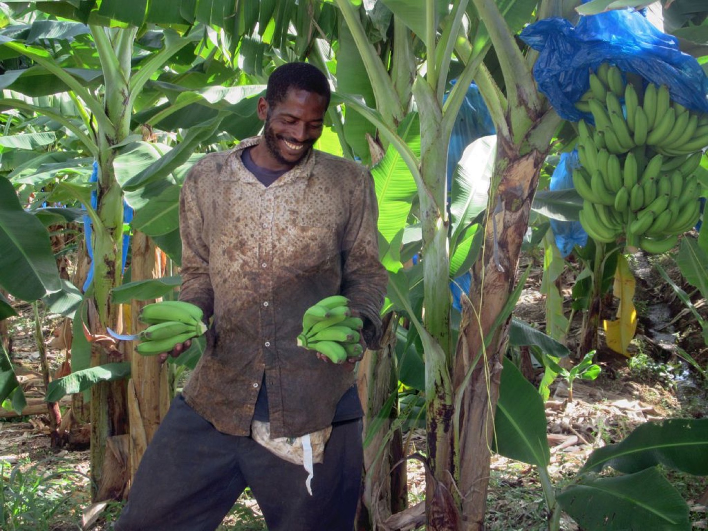 A banana grower in Saint Lucia