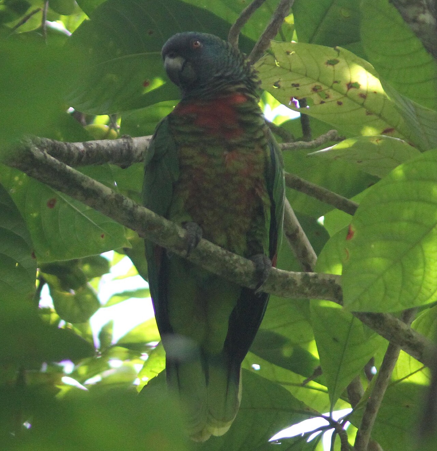A Saint Lucia parrot